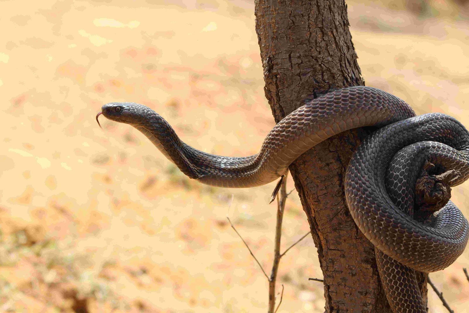 Wildlife Rescue / Snake Catcher Jaipur Rajasthan